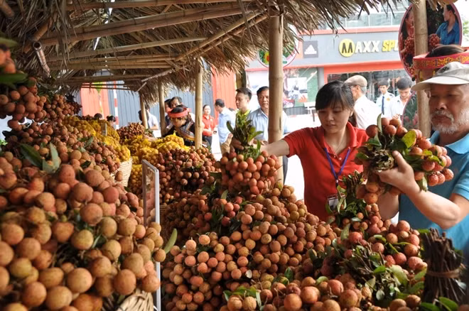 Không có chuyện vải thiều Bắc Giang ế ẩm, cần giải cứu.