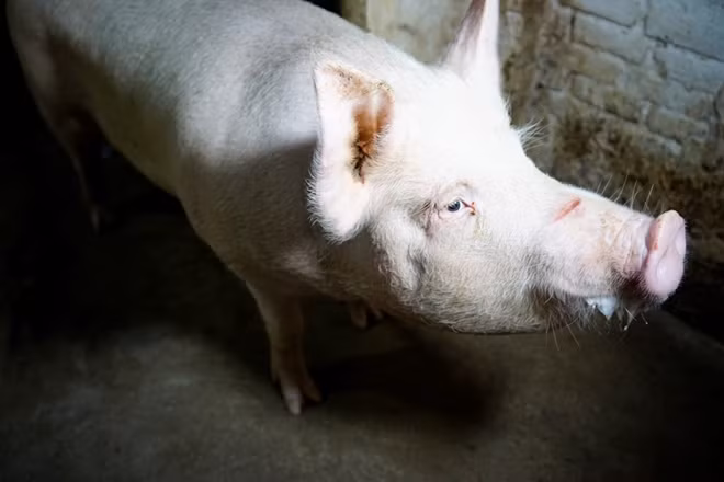 Một "ông lợn" của làng La Phù.
