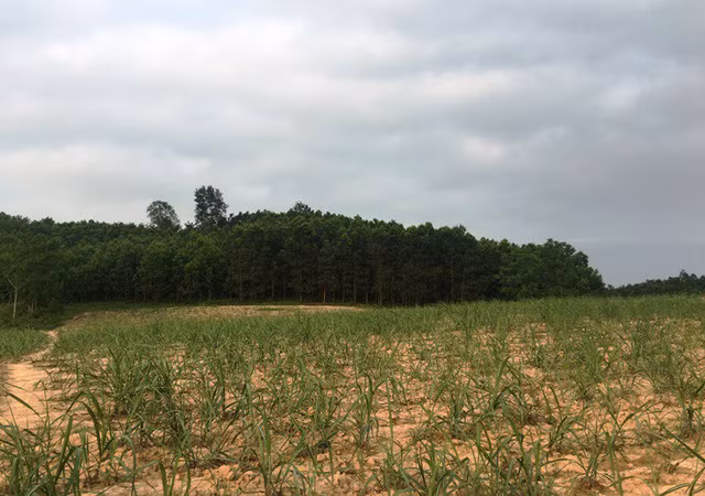 Khu đất vốn là “bờ xôi, ruộng mật” của người dân thì nay trở nên hoang hóa.