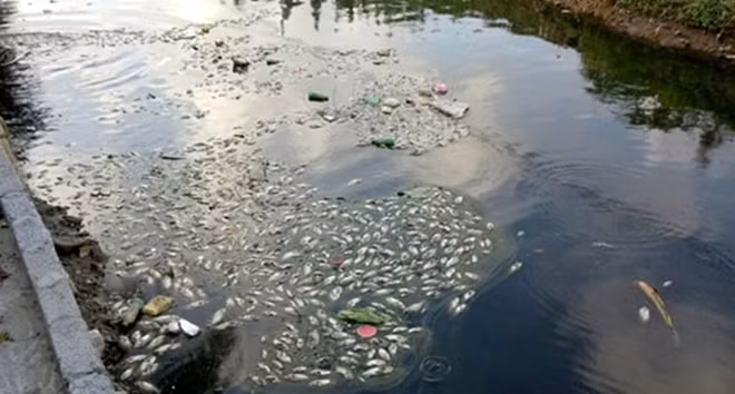 Cá trong kênh Bắc Nam Hùng chết trắng do nguồn nước bị ô nhiễm.