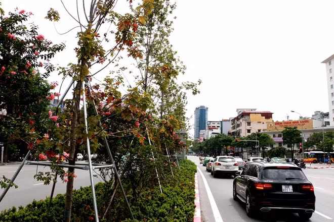 Những chiếc lá phong bất ngờ chuyển màu đỏ dù Hà Nội đang ở giữa mùa hè.