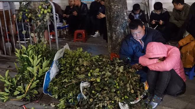 Một nhành phát lộc, cành khế, thậm chí một cành táo xanh cũng được đem bán như một cách để người mua lấy may vào dịp năm mới. Trong ảnh là những cành táo xanh với chi chít quả đang chờ để tới tay người mua sau giao thừa tại khu vực hồ Hoàn Kiếm..