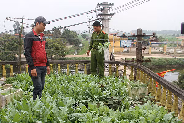 Cơ quan Công an phát hiện một trường hợp trồng cây thuốc phiện tại nhà.