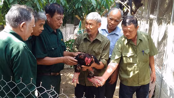 Cụ Vết giới thiệu gà Đông Tảo thuần chủng với những người bạn cựu chiến binh.