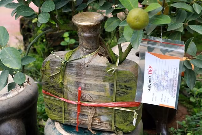 Các chai thủy tinh được khoan lỗ để đổ đất vào cũng như tạo chỗ cho cây phát triển. Theo anh Huy chủ vườn này thì đây cũng là công đoạn đòi hỏi sự tỉ mỉ bởi nếu không cẩn thận có thể gây vỡ nứt chai...