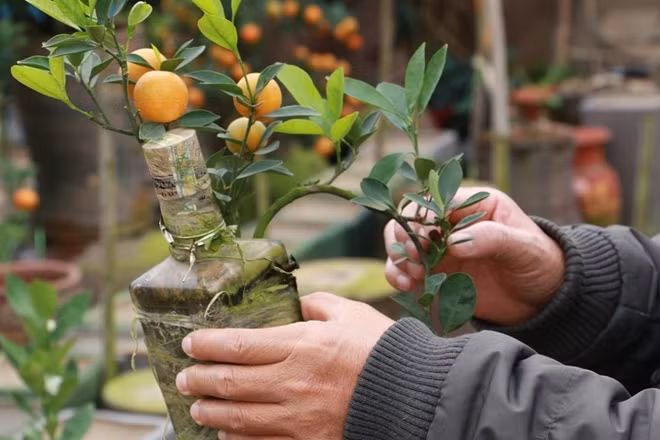 Một cây quất bonsai đủ nhỏ để có thể đặt trên bàn làm việc, nhưng vẫn đầy đủ lá hoa quả, lộc...