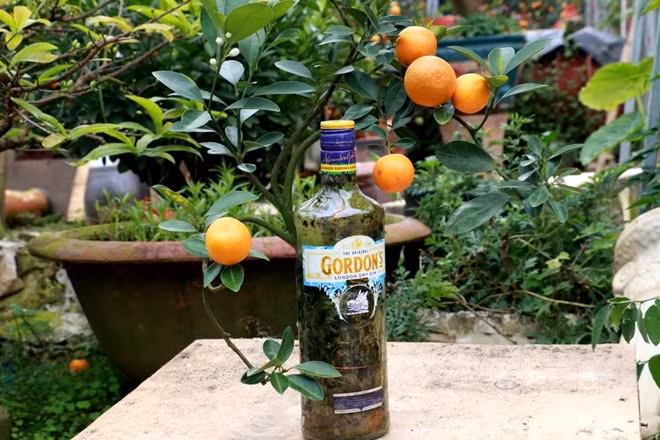 Người thợ phải cắt tỉa lá và hoa để khi cây kết trái trọng tâm của của cả chai vẫn nằm dưới thấp và không đổ.