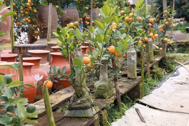 Những cây quất bonsai trồng trong chai thủy tinh mấy năm gần đây hút khách bởi sự độc đáo cũng như nhỏ gọn của nó.