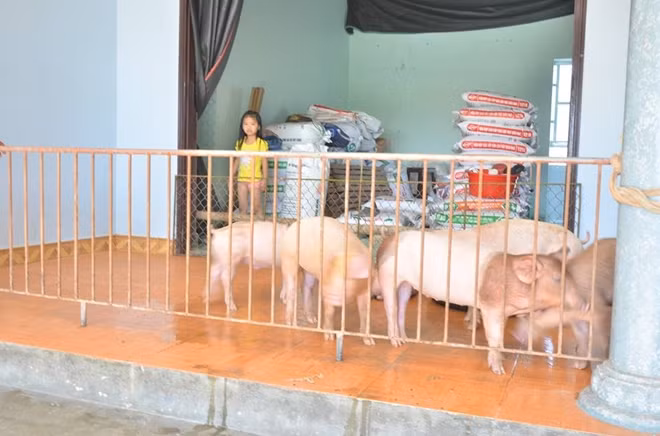 Lợn được các hộ dân tại đây đưa lên nhà để chăm nuôi.