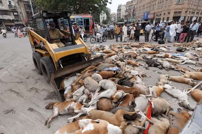 Những hình ảnh về việc đầu độc đàn chó hoang ở Karachi tràn ngập trên mạng xã hội Pakistan.