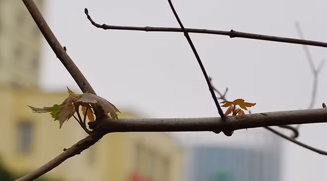 Từ những hàng cây được ví khẳng khiu như "bó củi khô" thì giờ đây đã bắt đầu mọc lá.