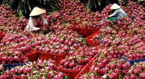 Nông sản là thế mạnh của Việt Nam, nhưng tỷ trọng chế biến sâu mới chỉ đạt 25 - 30% tổng sản lượng.