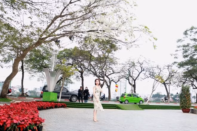 Khu vực đường Thanh Niên nơi có nhiều cây hoa sưa bùng nở đang trở thành một điểm thu hút rất nhiều bạn trẻ và cũng như nhiếp ảnh gia cả nghiệp dư lẫn chuyên nghiệp.