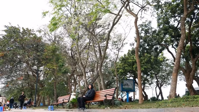 Hoa sưa đẹp nhưng mùa lại ngắn, hoa nở rất nhanh nhưng cũng chóng lụi tàn.
