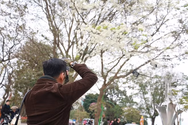 Những cành hoa sưa khoe sắc trong gió xuân. Không biết từ bao giờ, loài hoa này đã là một nét vẽ đẹp không thể thiếu trong bức tranh Hà Nội.