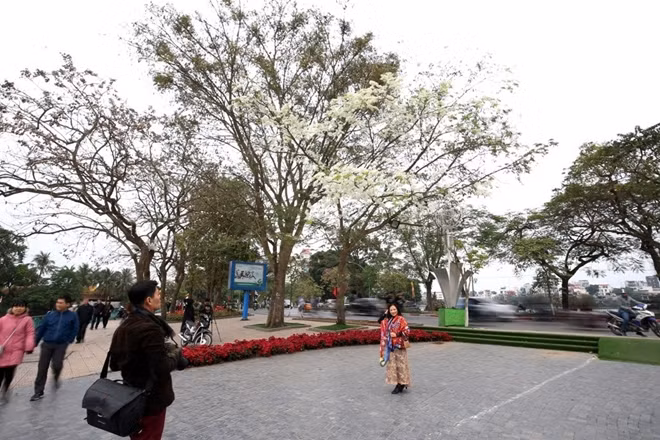 Nhiều người dân Thủ Đô thích thú chụp ảnh dưới màu trắng tinh khôi của hoa sưa trong cái lạnh se se của mùa xuân miền Bắc.