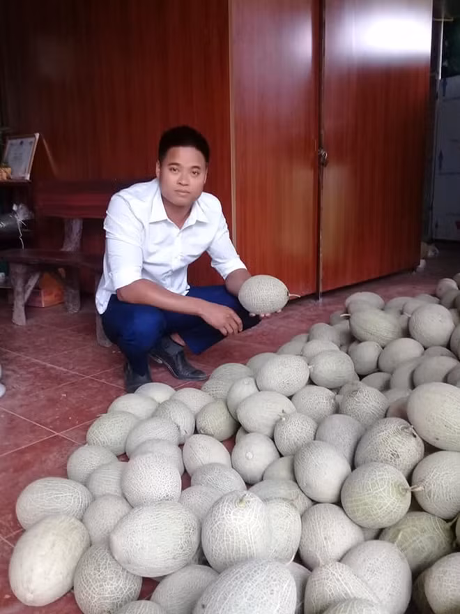 Theo Nguyễn Phúc Bách, trung bình mỗi quả dưa lưới nặng khoảng 1,5-2kg, giá xuất bán tại ruộng 55.000 đồng/kg.