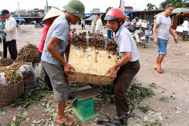 Tại khu chợ bán nhãn xã Hồng Nam, theo khảo sát của PV vào ngày 10-8, giá nhãn chỉ khoảng 20 nghìn đồng/kg.