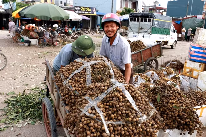 Các xe nhãn được chở đến chợ bán theo giá đổ đồng. Giá nhãn năm nay xuống thấp không chỉ bởi được mùa mà con do trước đó khoảng 1 tháng thị trường tràn ngập các loại nhãn đội lốt nhãn lồng.