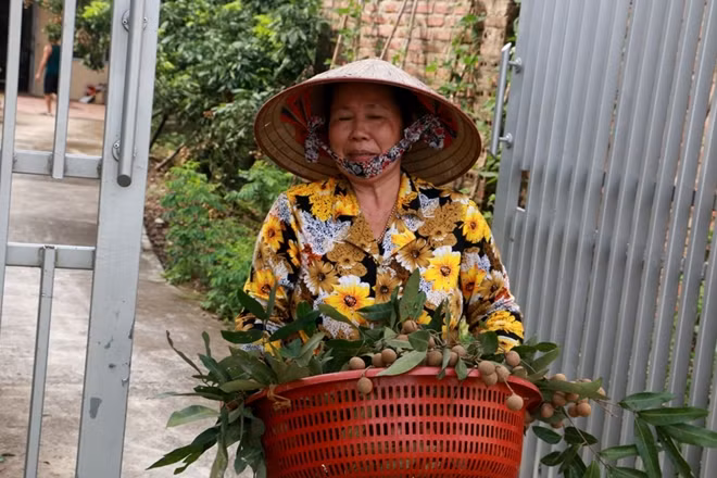 Bà con cho biết nhãn sau khi được thu hoạch sẽ được bán ngay tại vườn hoặc đem ra một khu chợ tập trung tại địa phương