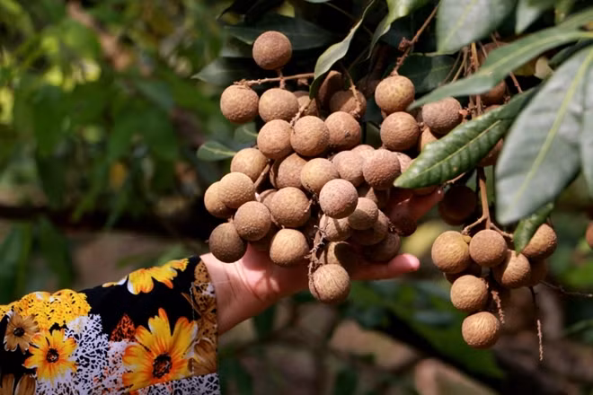 Nhãn lồng Hưng Yên đặc biệt ngon, quả to, tròn, da láng, cùi nhãn giòn, trong như hổ phách, nước ngọt lịm, mát và thơm đến lạ. Bóc lớp vỏ mỏng láng, màu vàng nâu nhạt, để lộ lớp cùi nhãn dày trắng ngà hấp dẫn với hương thơm dịu.
