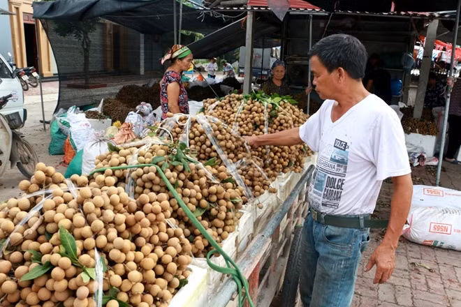 Năm nay nhãn lồng Hưng Yên được mùa nhưng người nông dân thì lại không thể vui nổi bởi giá khá bèo.