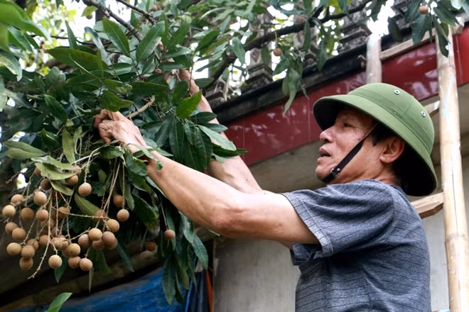 Nông dân nơi đây đang hối hả thu hoạch nhãn
