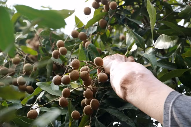 Loại đặc sản này được nhà bác học Lê Quý Đôn ca ngợi bằng những ngôn ngữ có cánh như sau: " Bóc lớp cùi ấy ra, bỏ vào miệng thì tận trong răng lưỡi đã nảy ra vị thơm tựa như nước thánh trời cho”