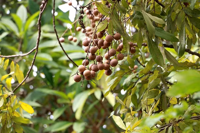 Tương truyền rằng quả từ cây nhãn tổ rất lớn có thể to bằng lòng chén trà.