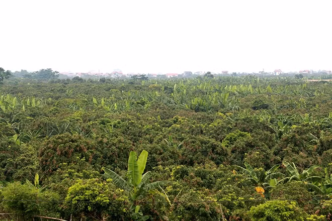 Có thể nói rằng đa số các cây nhãn lồng tại Hưng Yên hiện nay đều có một phần bộ gien từ cây nhãn tổ này.