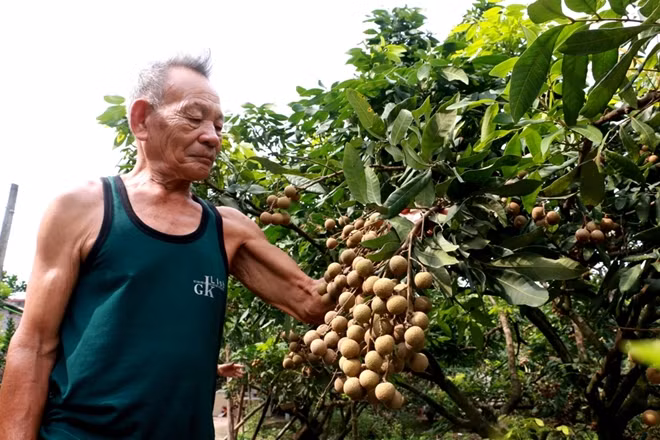 Tại xã Hồng Nam, TP Hưng Yên năm nay (2018) người dân được mùa nhãn.