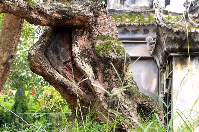 Trong lịch sử rất nhiều người tới xin giống từ cây nhãn tổ này.