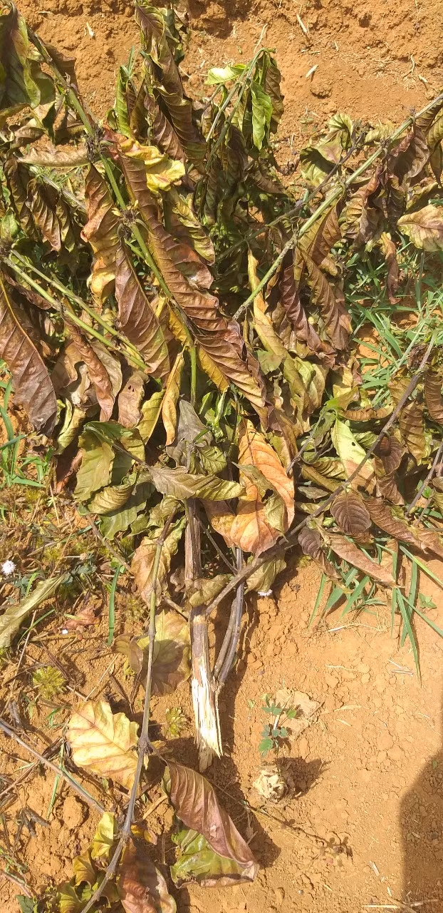 Số cây cà phê héo khô, ngổn ngang do bị phá hoại gần đây nhất.