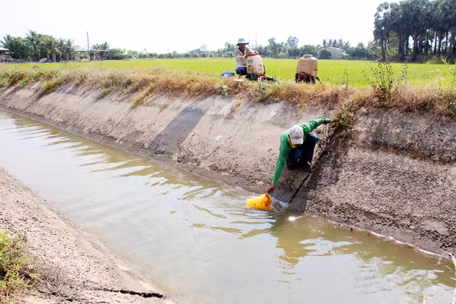 Xâm nhập mặn gây ảnh hưởng trực tiếp đến sản xuất lúa Đông Xuân của người dân vùng ĐBSCL.