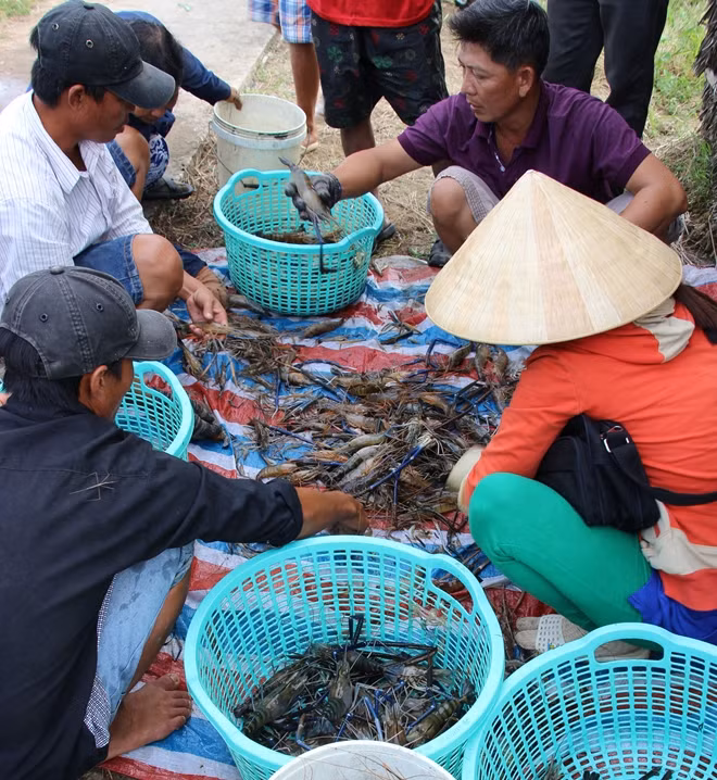 Nông dân huyện Thới Bình (Cà Mau), trúng đậm tôm càng xanh trái vụ.