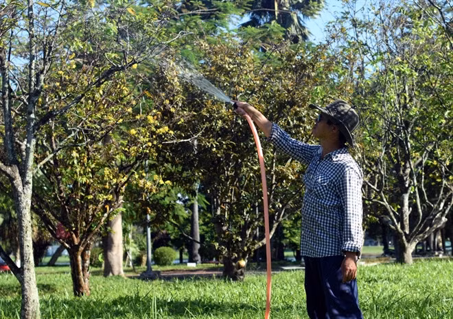 Nhiều vườn hoa mai ở Huế bung nở trước dịp Tết Nguyên đán Kỷ Hợi 2019.