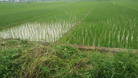 Hàng nghìn mét vuông đất đã bị “bốc hơi” sau khi dồn điền đổi thửa.