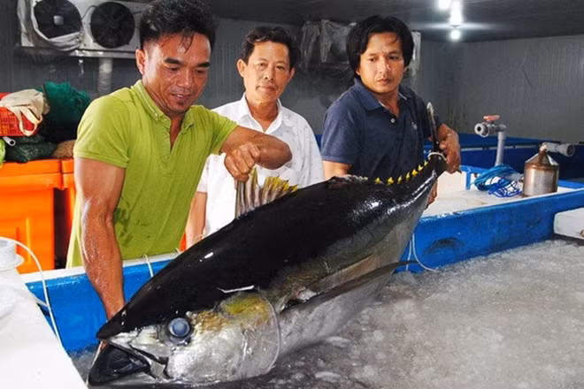 Cá ngừ đại dương được bảo quản bằng công nghệ nano UFB có chất lượng tốt.