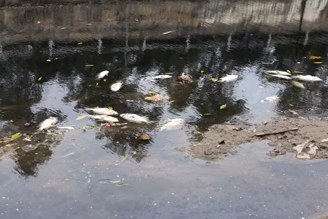 Đặc biệt hơn nhiều đoạn của sông Tô giờ đây xuất hiện rất nhiều xác cá chết.