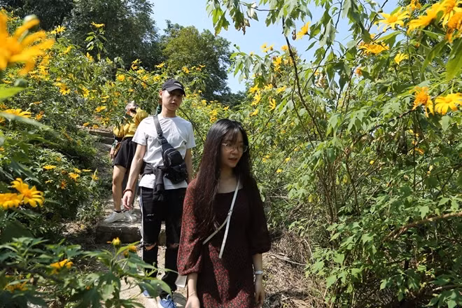 Loài hoa này nở tạo nêu một màu vàng rất đẹp, tuy nhiên thời gian hoa nở đẹp nhất thường chỉ kéo dài không quá hai tuần.
