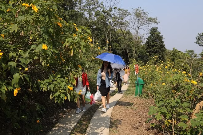 "Đến hẹn lại lên" cứ đến mùa hoa dã quỳ nở, hàng nghìn du khách chủ yếu là các bạn trẻ lại đổ về Ba Vì.