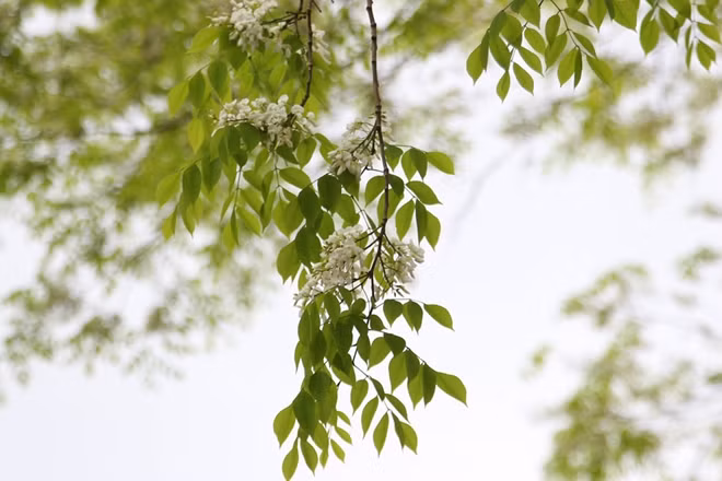 Khi những cơn mưa phùn giăng ngập trời, ấy cũng là lúc hoa sưa bắt đầu tung những cánh nhỏ xinh, khoe sắc trắng tinh khiết.