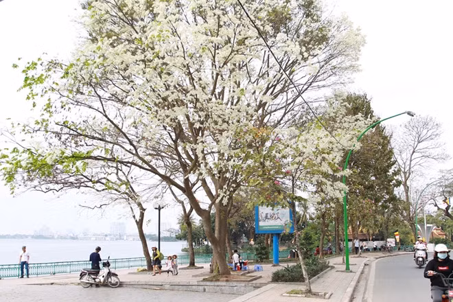 Năm nay, hoa sưa nở đẹp một cách lạ lùng, trắng như những bông tuyết, phủ khắp trời Hà Nội.