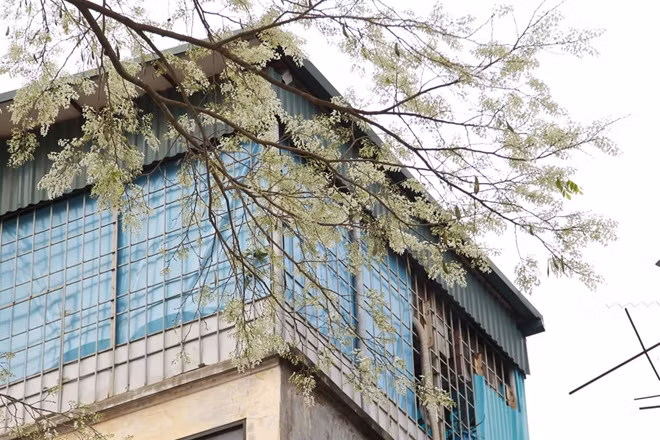 Những cành hoa sưa khoe sắc trong gió xuân. Thật không quá khi nói rằng, hoa sưa là một nét vẽ đẹp không thể thiếu trong bức tranh Hà Nội.