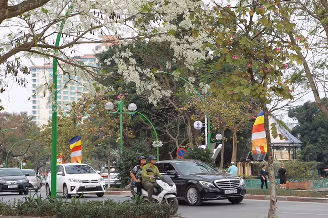 Hoa sưa mọc thành từng chùm. Cây sưa có nhiều nhất trên phố Phan Đình Phùng, Hoàng Hoa Thám, Phan Chu Trinh hay Giảng Võ đường Thanh Niên.,…. Ngoài ra, bạn còn có thể bắt gặp một vài cây sưa trên đường Láng hay cây sưa tán rộng ở giữa sân ý túc xá Mễ Trì nằm trên đường Lương Thế Vinh.