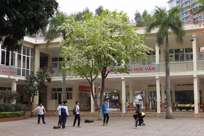 Hoa sưa đẹp nhưng mùa lại ngắn, hoa nở rất nhanh nhưng cũng chóng lụi tàn. Hoa sưa có thể nở trắng trời mà không hẹn trước, nhưng chỉ cần qua một đêm, hoa lại nhanh chóng rụng rơi theo gió, nhường chỗ cho sắc lá xanh non.