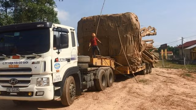 Cây gỗ “khủng” được vận chuyển từ Đắk Lắk đi qua các tỉnh. Ảnh: vietnamnet. Cây gỗ “khủng” được vận chuyển từ Đắk Lắk đi qua các tỉnh. Ảnh: vietnamnet.