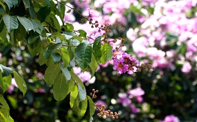 Hoa bằng lăng khi mới nở sẽ có màu tím sẫm, và rồi nhạt dần trước khi rụng.