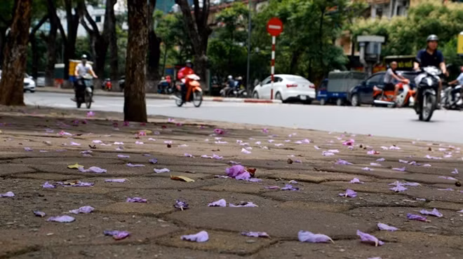 Hoa bằng lăng nở nhanh và rụng cũng rất nhanh. Vì thế, bạn chỉ có thể nhìn thấy hoa trong một thời gian ngắn.