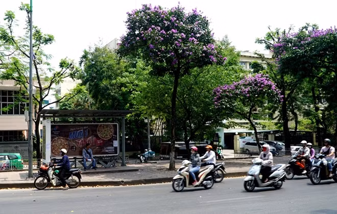 Hoa bằng lăng nở rộ như một chỉ dấu cho người dân Thủ đô biết rằng về một mùa hè nữa lại đang đến. Giữa cái nắng chang chang, những cây bằng lăng trổ hoa tím ngắt một góc phố là dấu hiệu về một mùa hè đang tới.